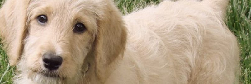 Strata By-laws and Pets