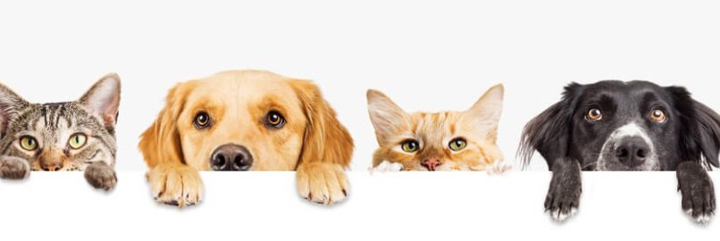 Pet By-laws in Strata Living
