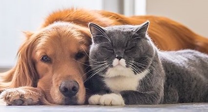 Dog.Cat.Pet.By.laws_ JS Mueller & Co Strata Lawyers