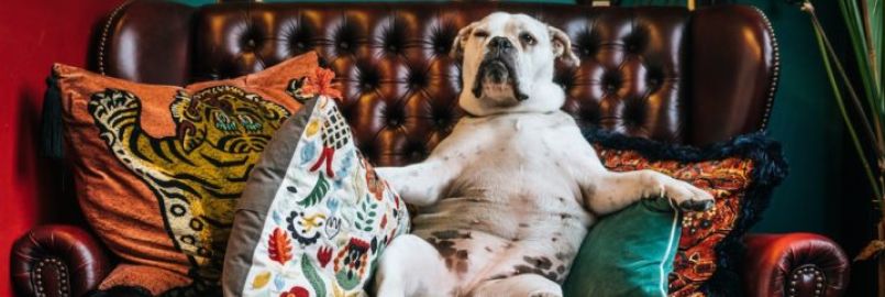 Dog Pet Bylaws Horizon Building Kings Cross