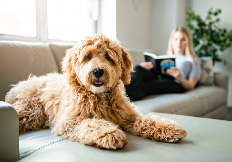 Pets and Dogs in Strata Living Apartments