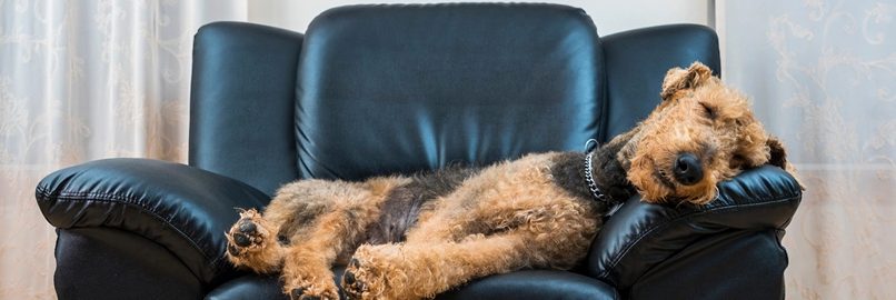 Pets in Strata the New Laws and Pitfalls