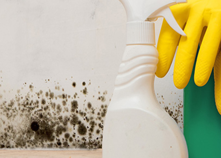 who.is.responsible.for.mould