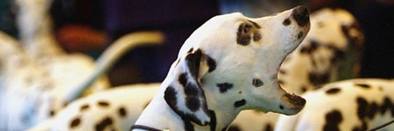 breach of bylaws dogs barking in strata