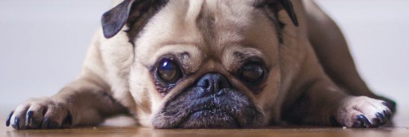 Pet fees and bonds in strata schemes