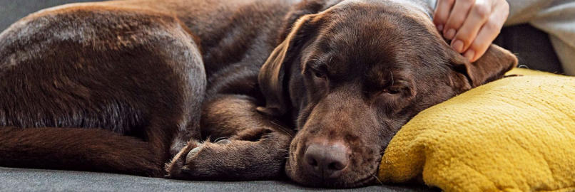 Strata, Pets, Bylaws and New Legislation - Review your pet bylaws