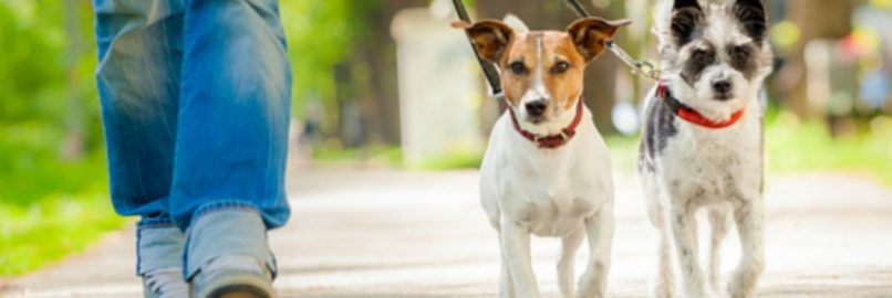 Animals in community schemes new laws